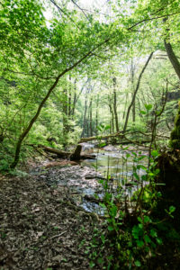 The Ehrbach winds through the forest The Ehrbach winds through the forest